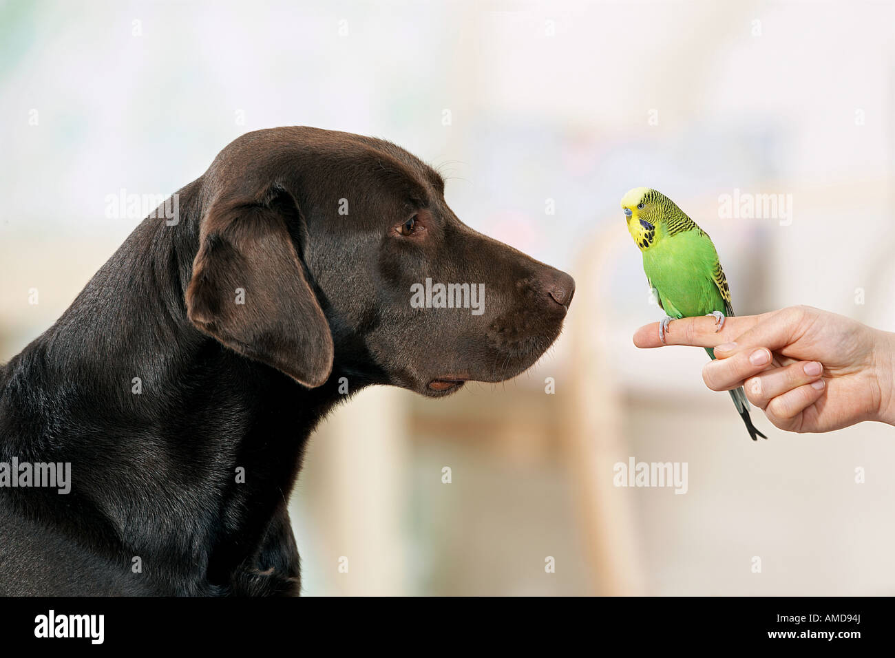 Il Labrador Retriever cane guardando budgerigar Foto Stock