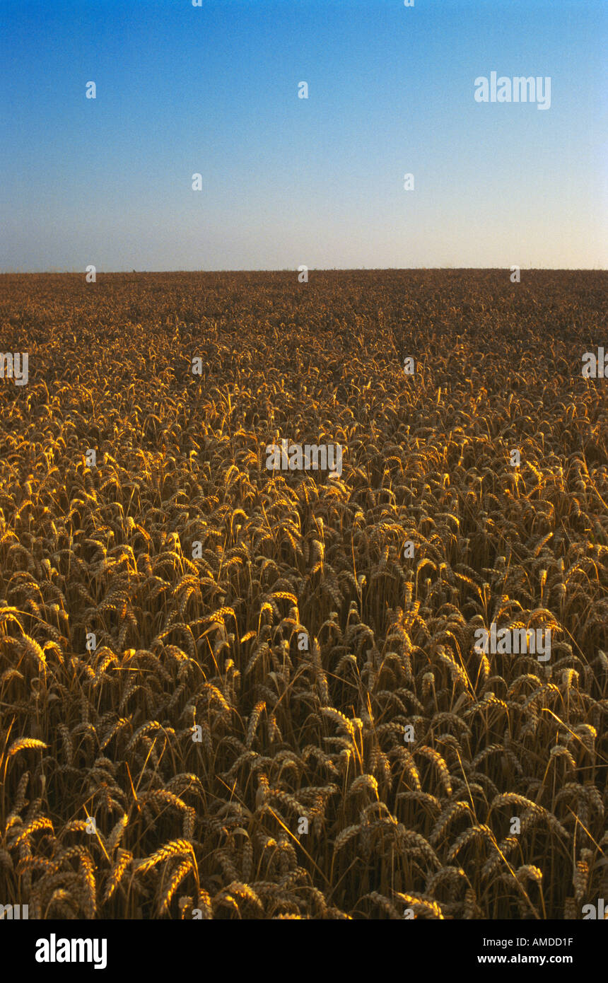 Campo di grano con raccolto maturo Foto Stock