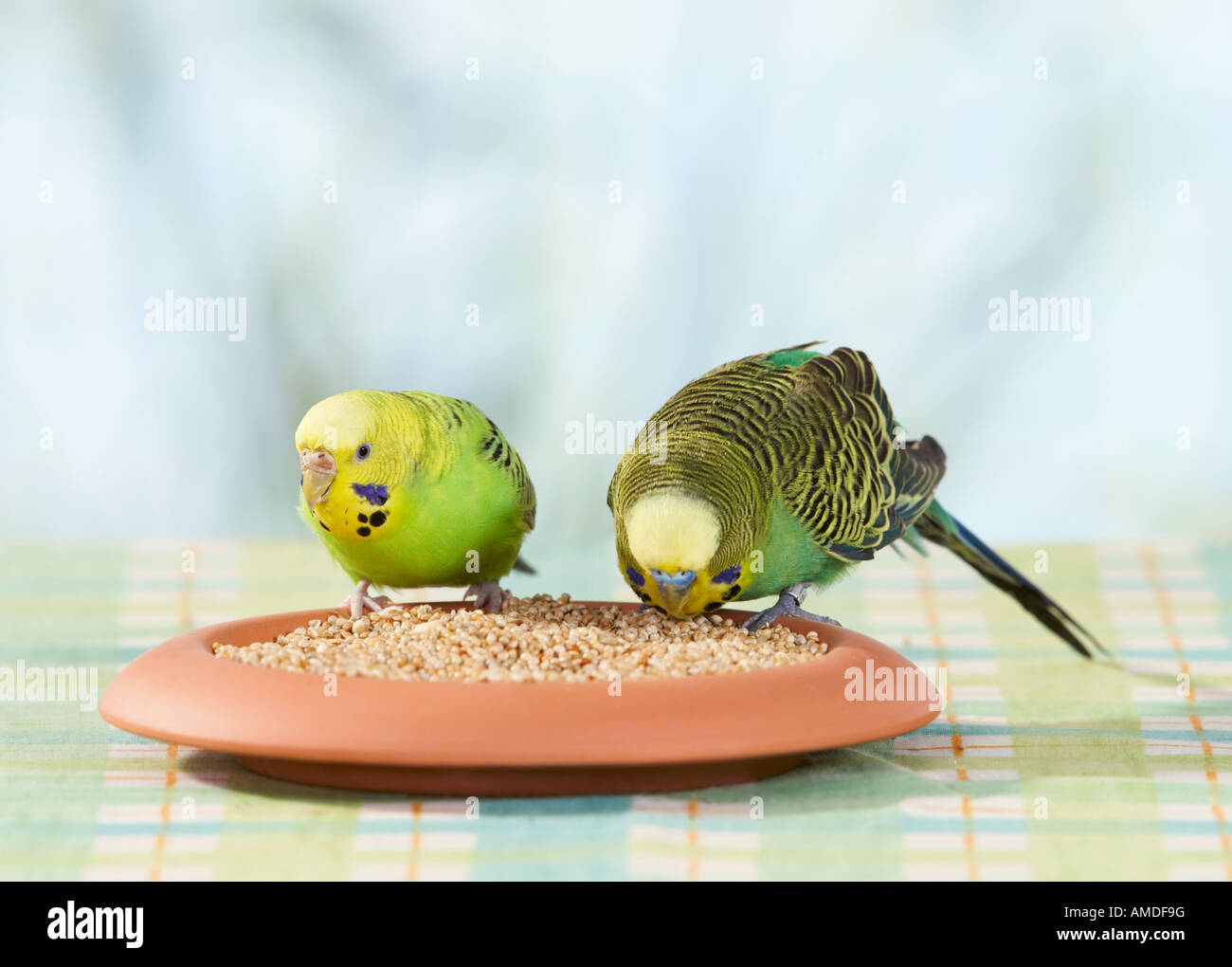 Budgerigar, Budgie (Melopsittacus undulatus). Paio mangiare semi da un piatto Foto Stock
