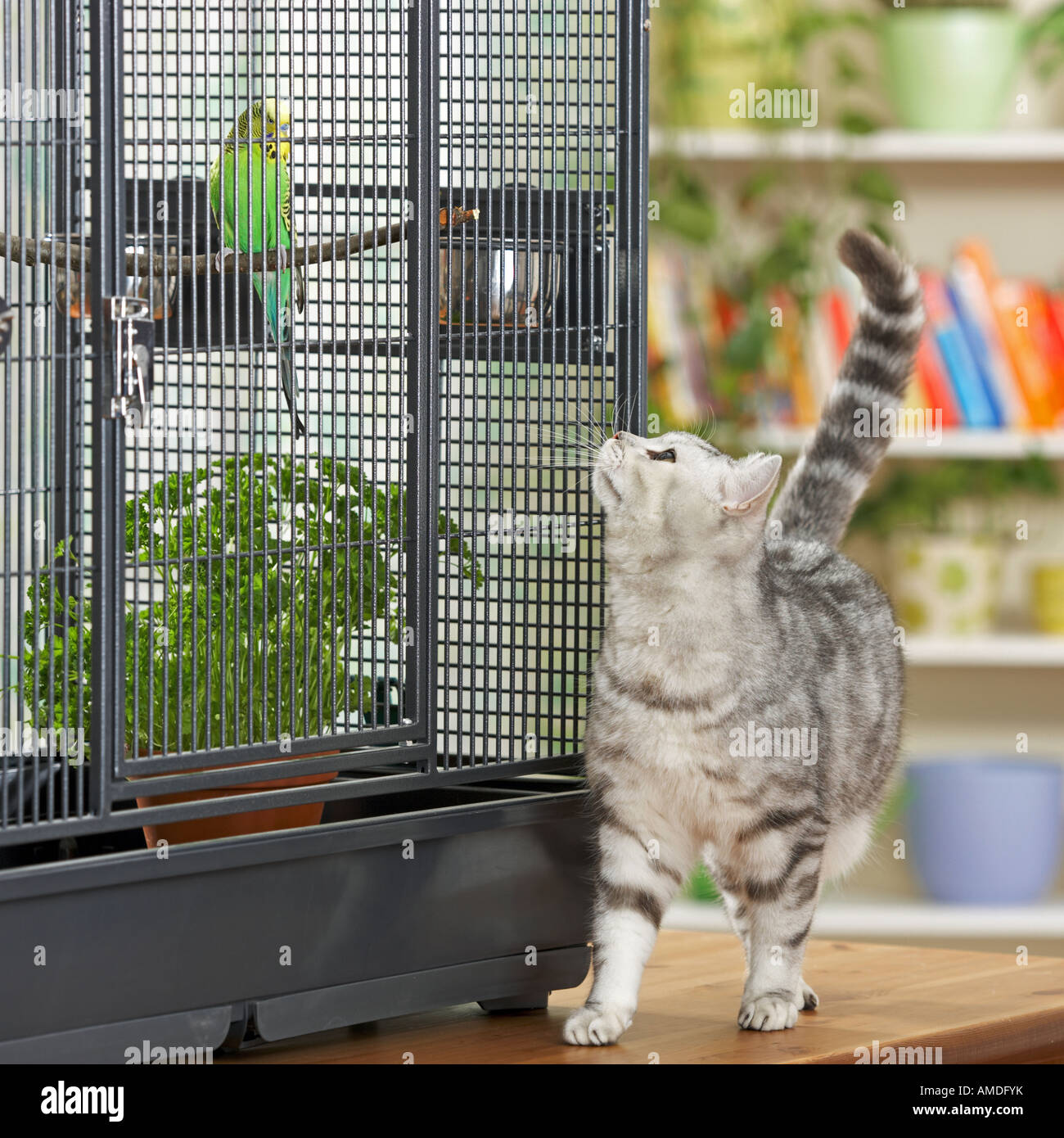 British Shorthair cat guardando budgerigar Foto Stock