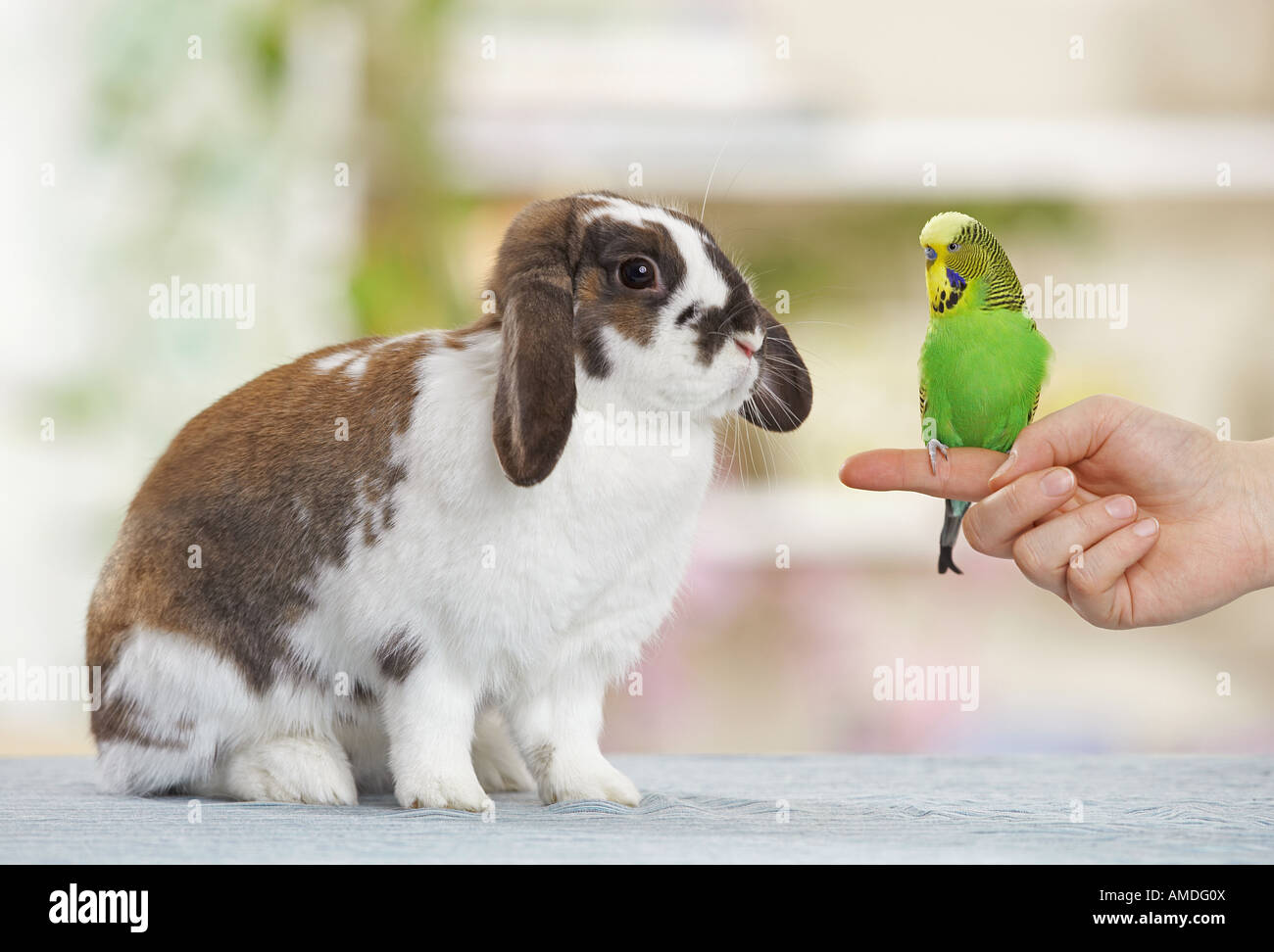 Lop-eared dwarf rabbit guardando budgerigar su un dito Foto Stock