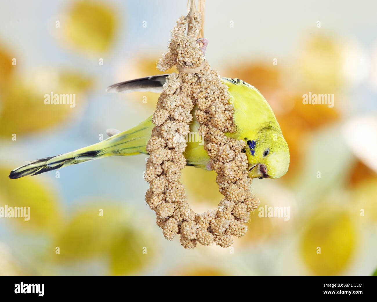 Budgerigar, Budgie (Melopsittacus undulatus) mangia il miglio Foto Stock