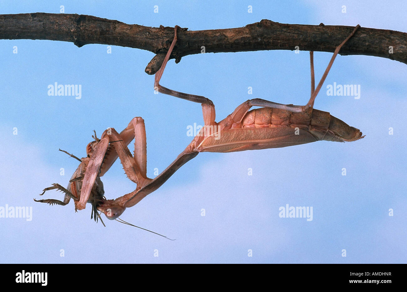 Unione depredavano mantis mantide religiosa alimentazione di una mole di cricket Foto Stock