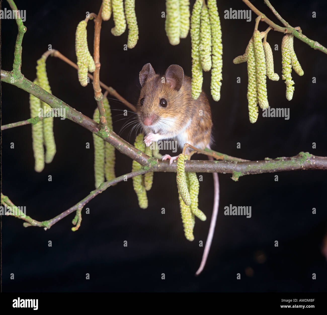 Wood Mouse Apodemus sylvaticus su hazelbranch con amenti Foto Stock