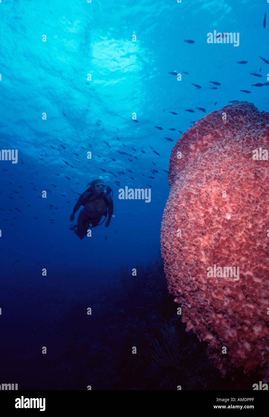 Little Cayman Marilyn s Cut Donna s delizia divesite underwater scuba diver avvicinando un barile spugna su Bloody Bay Wall Foto Stock