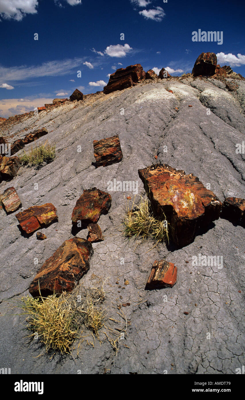 Legno fossilizzato parco nazionale della Foresta Pietrificata in Arizona USA Foto Stock