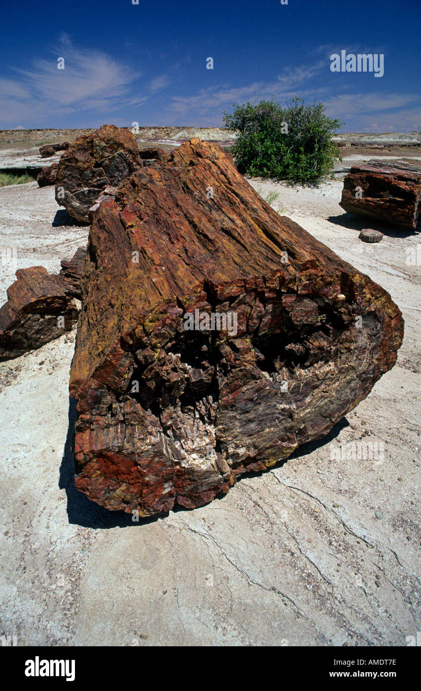 Legno fossilizzato parco nazionale della Foresta Pietrificata in Arizona USA Foto Stock