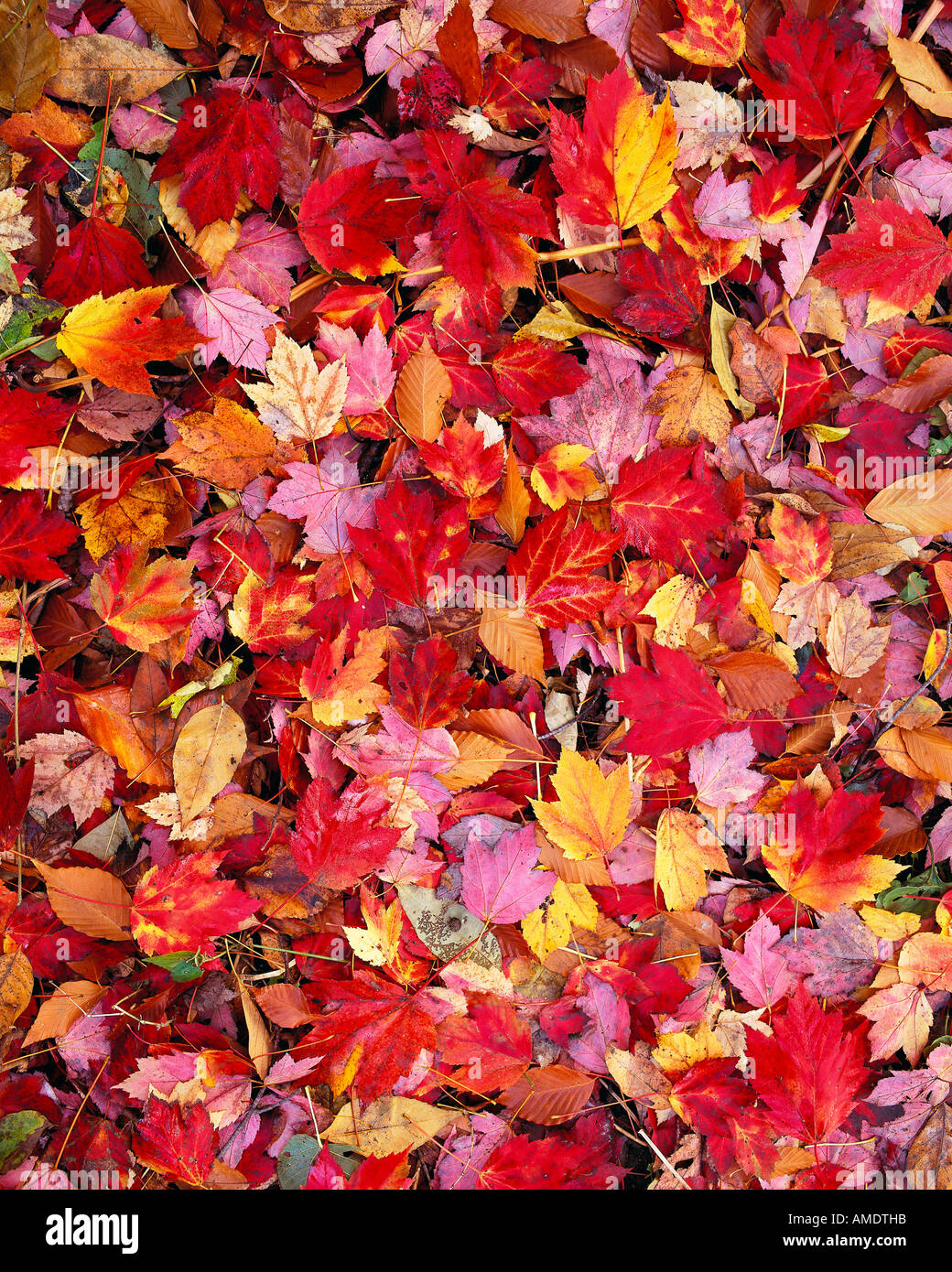 Autunno foglie di acero Rouge River Park Ontario, Canada Foto Stock