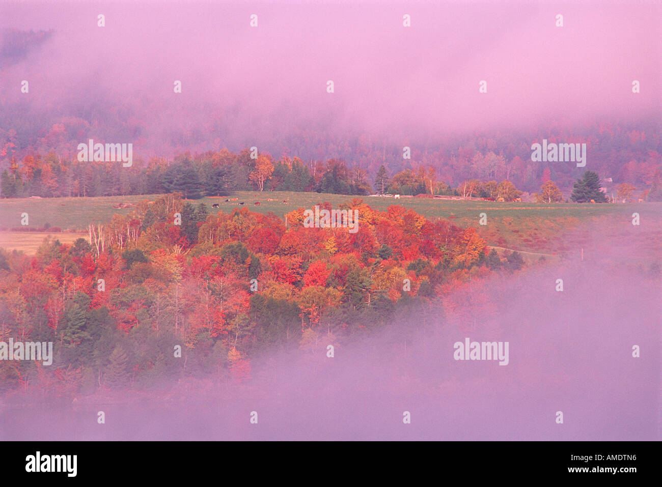 Alberi e campo in autunno Gorhams Bluff, New Brunswick Canada Foto Stock