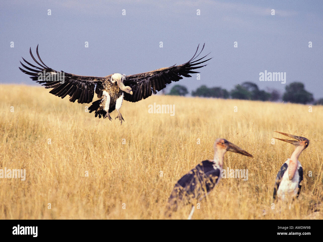 Dorso bianco Vulture scendere a un kill Masai Mara riserva nazionale del Kenya Africa orientale Foto Stock