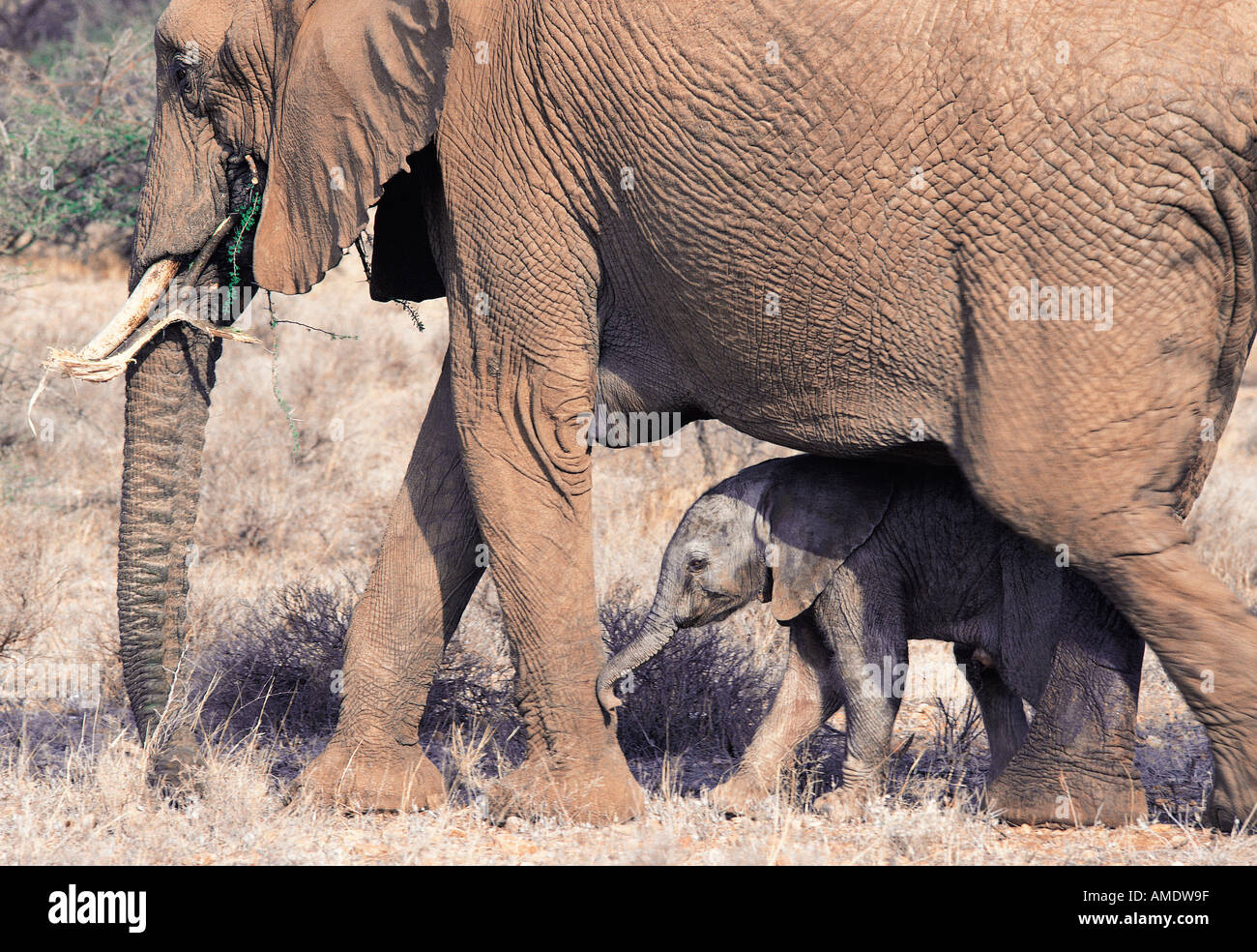 Elefante femmina il ricovero di neonato fra le sue gambe Samburu Riserva nazionale del Kenya Africa orientale Foto Stock