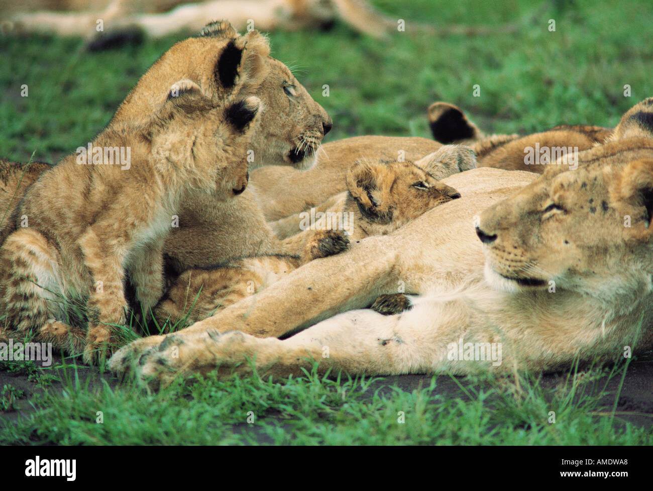 Leonessa rilassante con i suoi cuccioli e una sorella Masai Mara riserva nazionale del Kenya Africa orientale Foto Stock