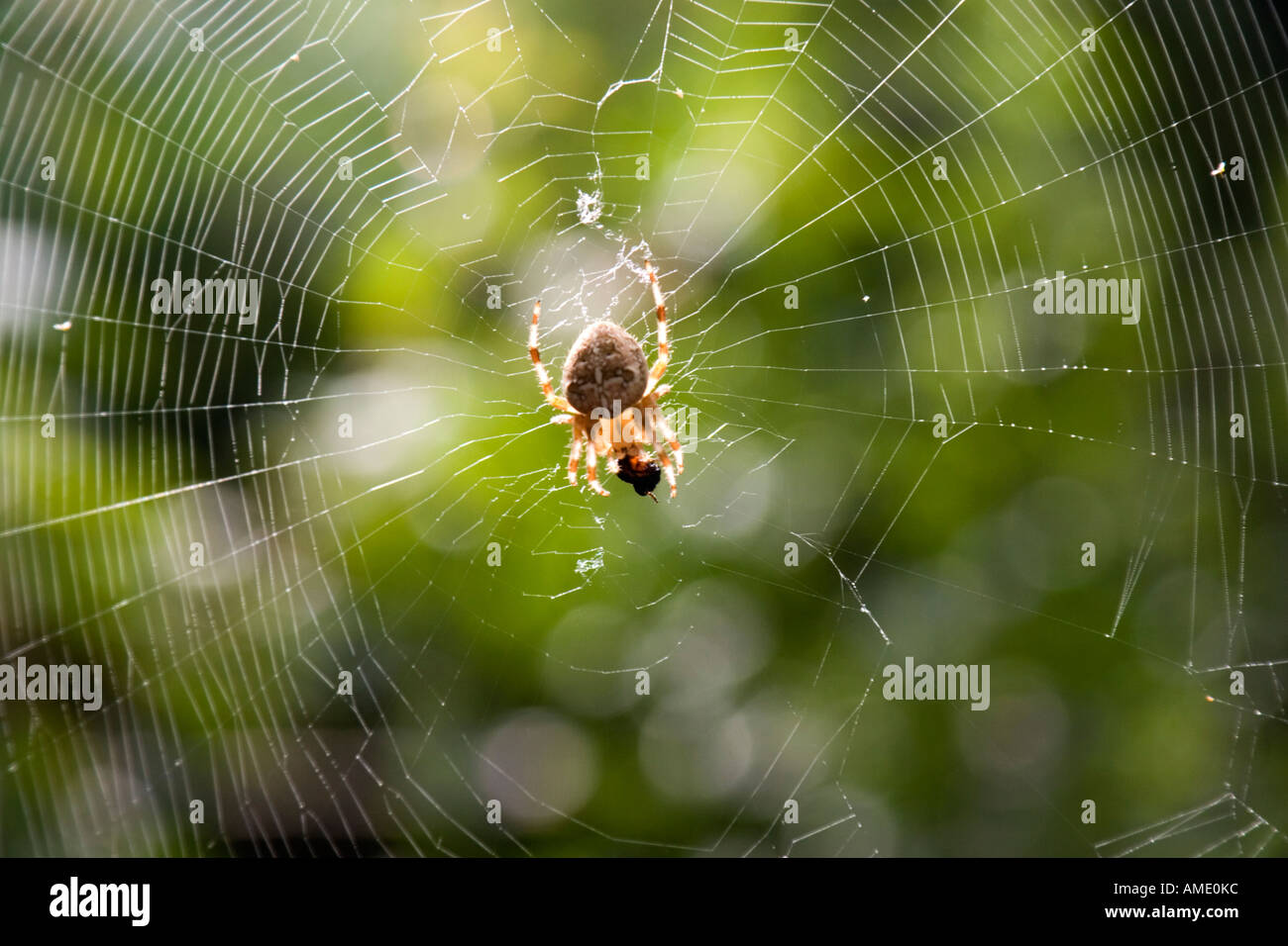Un ragno nel mezzo di esso s web retroilluminati da sole Foto Stock