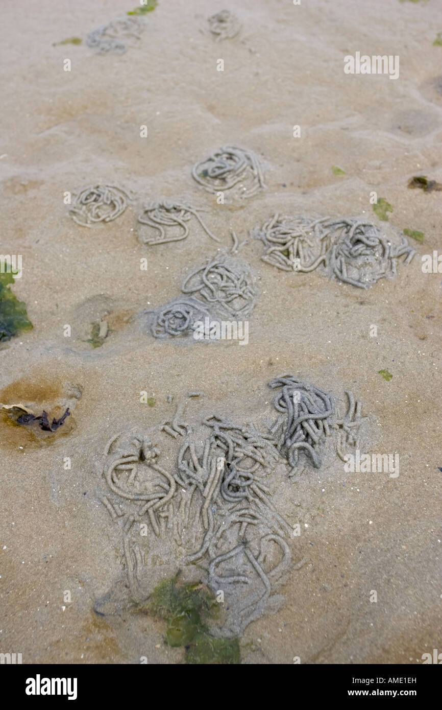 Lugworm getta sulla spiaggia sabbiosa Normandia Francia Foto Stock