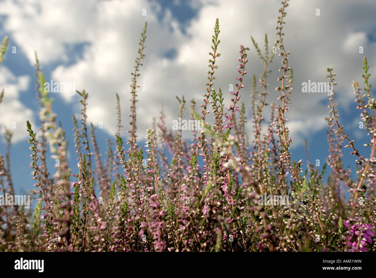 Heather Foto Stock