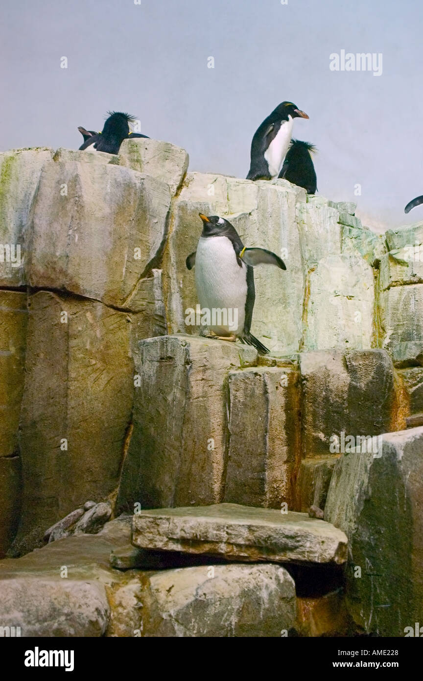 Il Biodome, Parco Olimpico di Montreal, Quebec, Canada Foto Stock