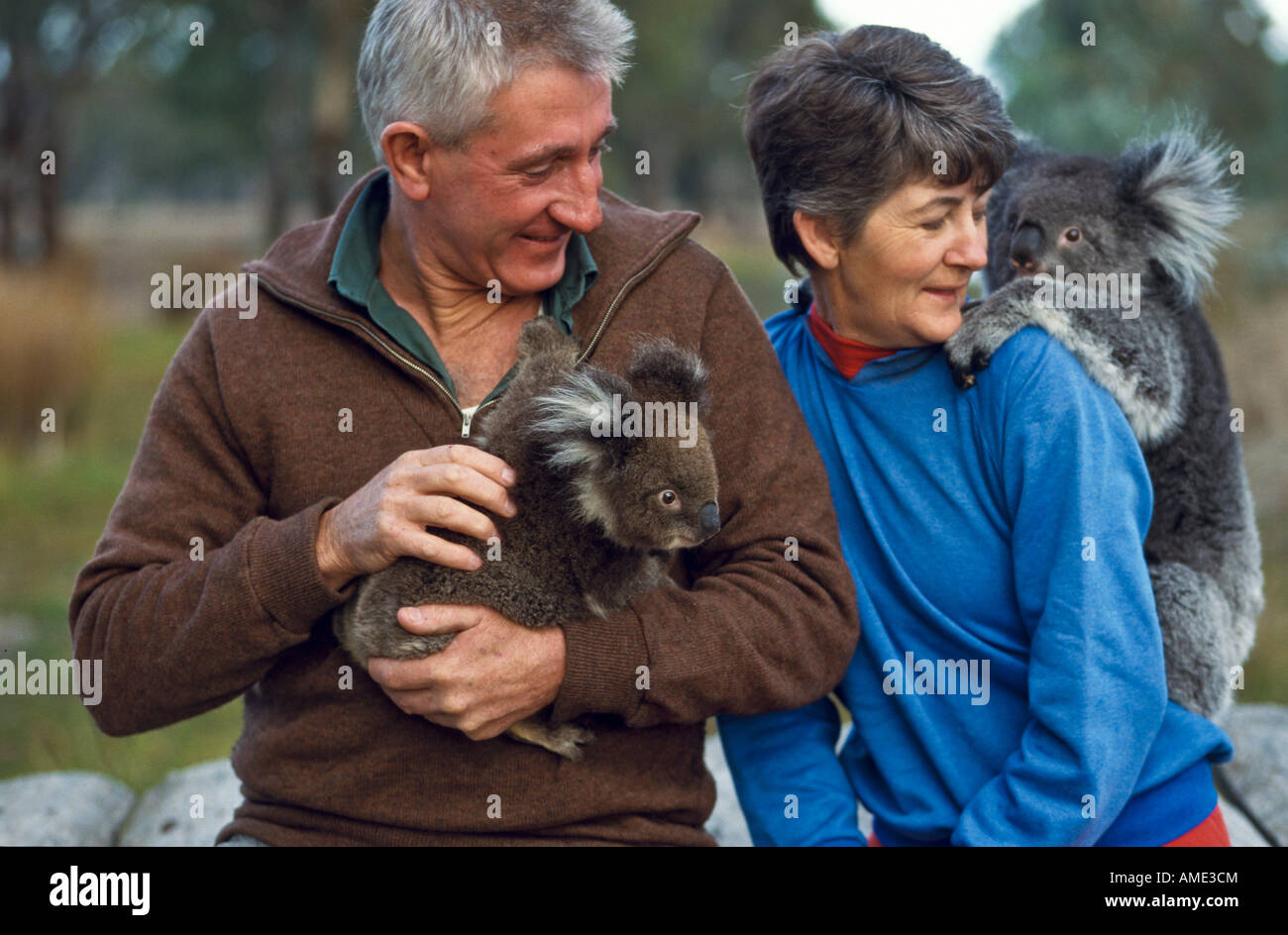 Uomo Donna e di orfani koala, Australia Foto Stock