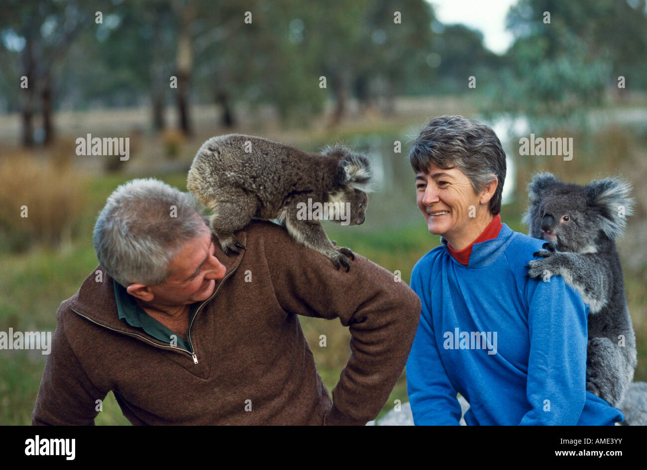 Uomo Donna e di orfani koala, Australia Foto Stock