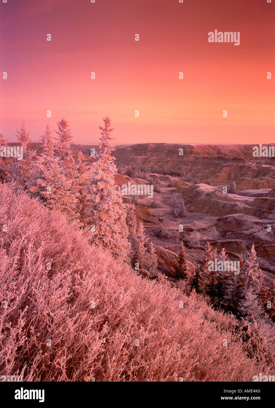 Trasformata per forte gradiente Frost a Sunrise vicino Horseshoe Canyon, Badlands Alberta, Canada Foto Stock