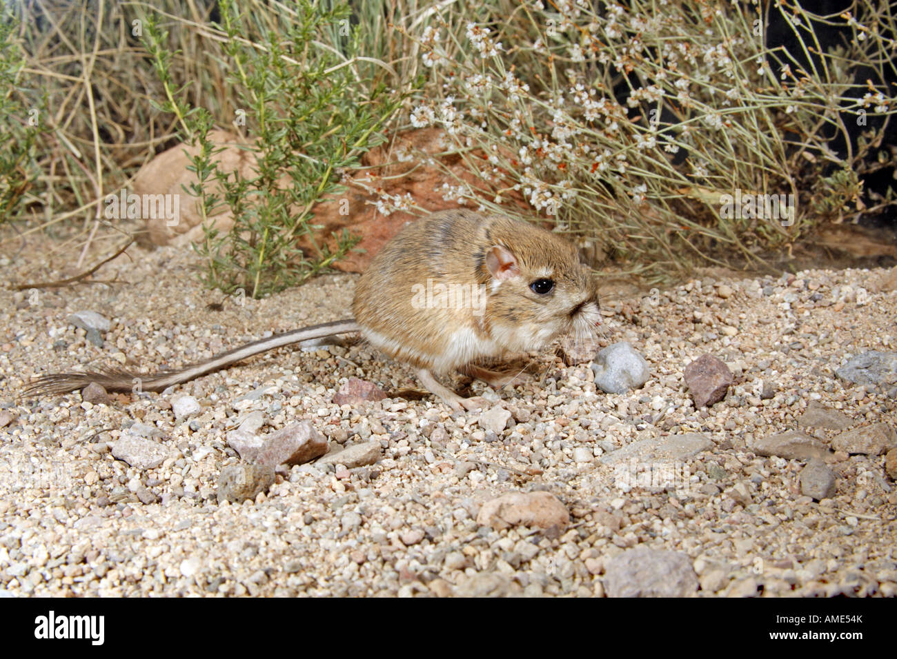 Merriam il ratto canguro Dipodomys merriami Elgin Cochise County Arizona Stati Uniti Foto Stock