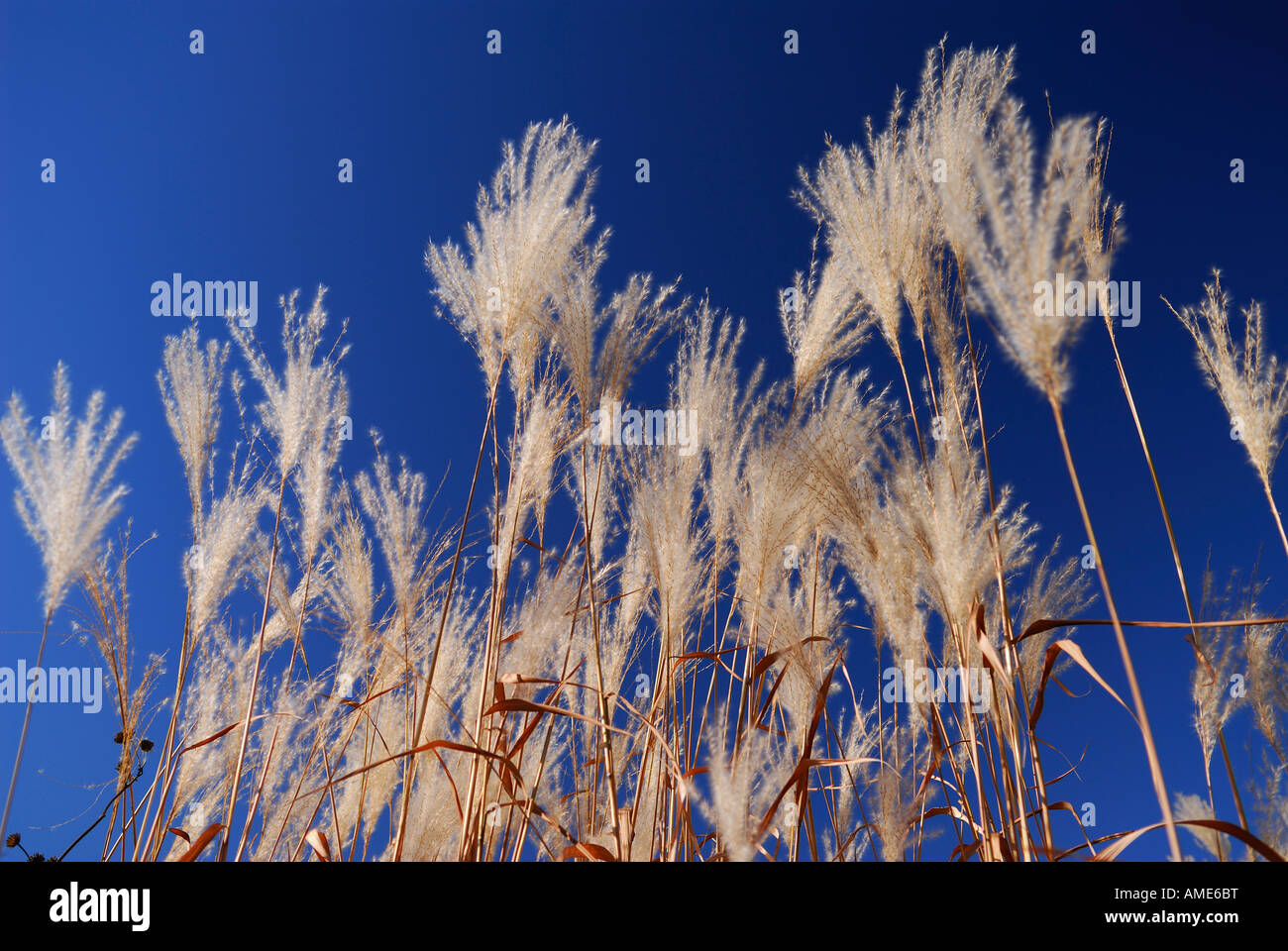 La susina bianca erba Erianthus ravennae in caduta contro un cielo blu Ontario Foto Stock