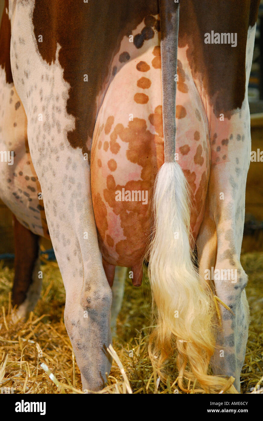 Brown Holstein vacca da latte nella stalla fienile close up della mammella maculato Royal Winter Fair Toronto Foto Stock