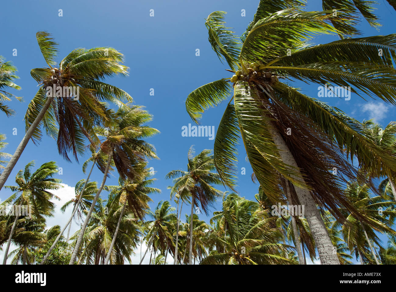 Isole della Società, Polinesia francese. Motu Mahana nell'isola di Taha'a Foto Stock