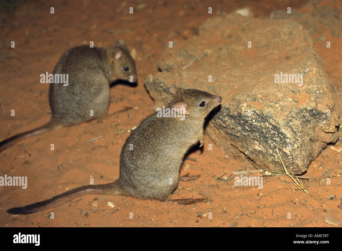 "^Brush-tailed bettong" Australia Foto Stock