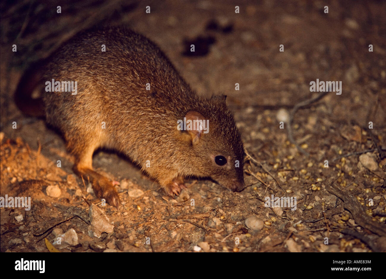 "^Brush-tailed bettong" Australia Foto Stock