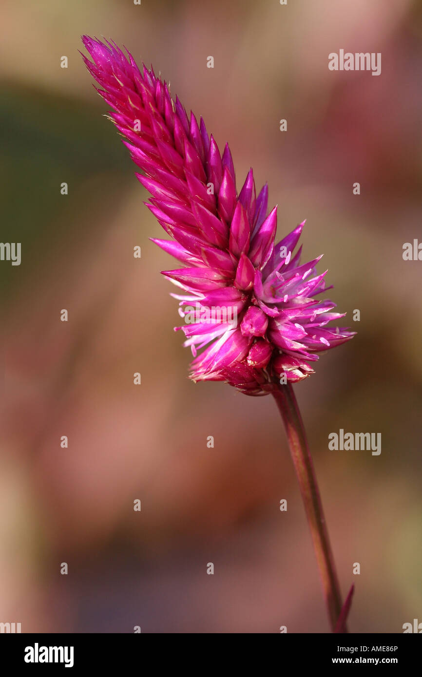 Una foto di primo piano di fiore selvatico rosa immagini foto fotografia vendita per su alamy verticale negli USA US ad alta risoluzione Foto Stock