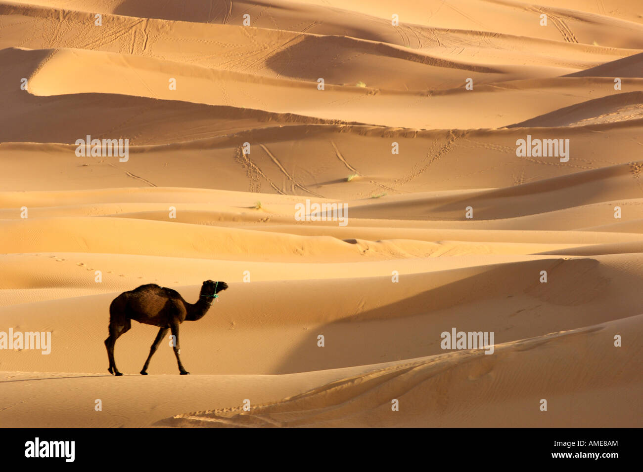 Un solitario Cammello Dromedario nelle dune di sabbia di Erg Chebbi vicino a Merzouga sulla periferia del deserto del Sahara in Marocco orientale. Foto Stock