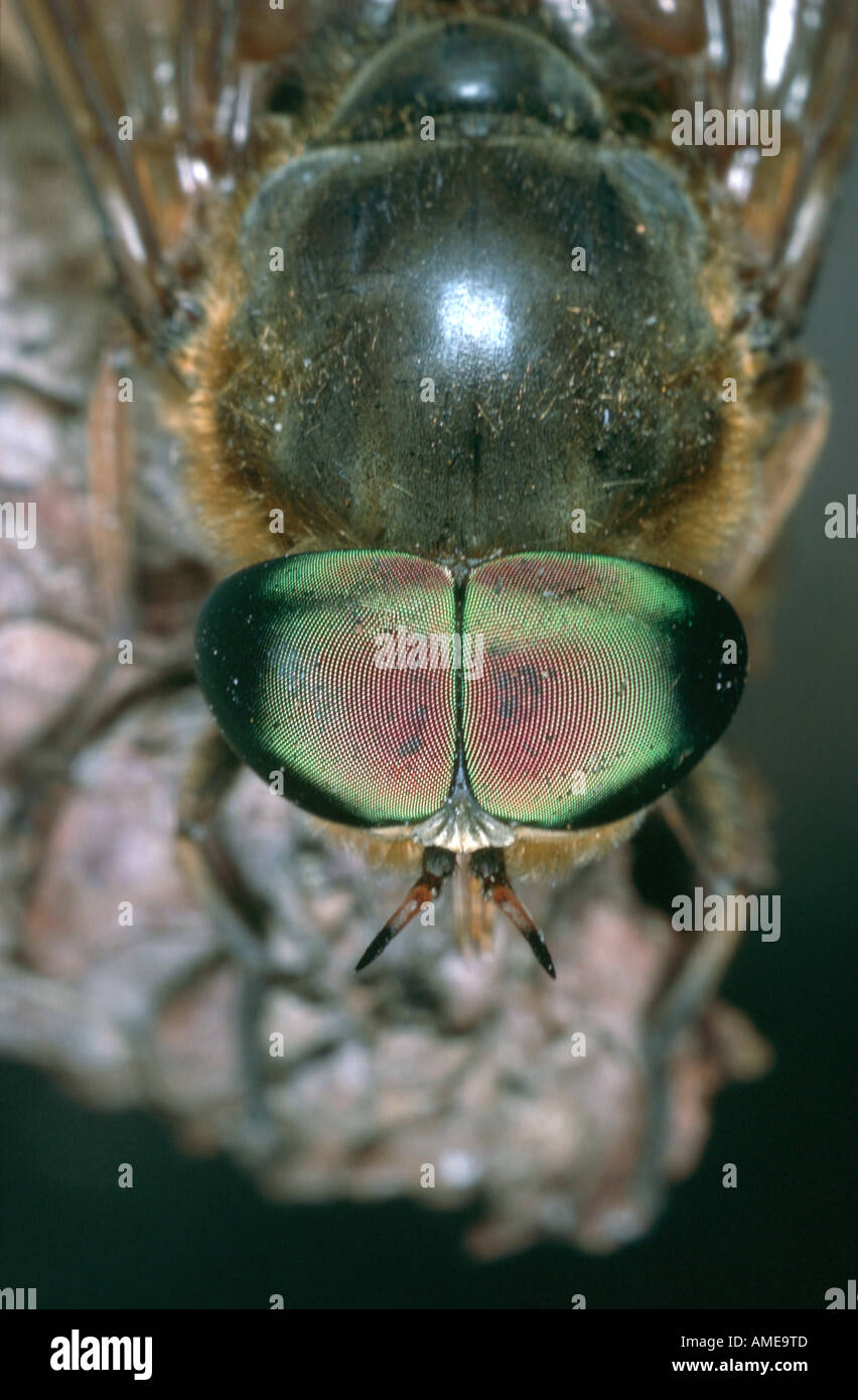 Grandi horsefly (Tabanus bovinus), occhio composto Foto Stock