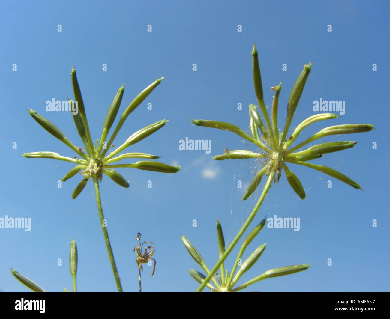 Cerfoglio ruvida (Chaerophyllum temulum), parte dell'infiorescenza (umbels) contro il cielo blu Foto Stock
