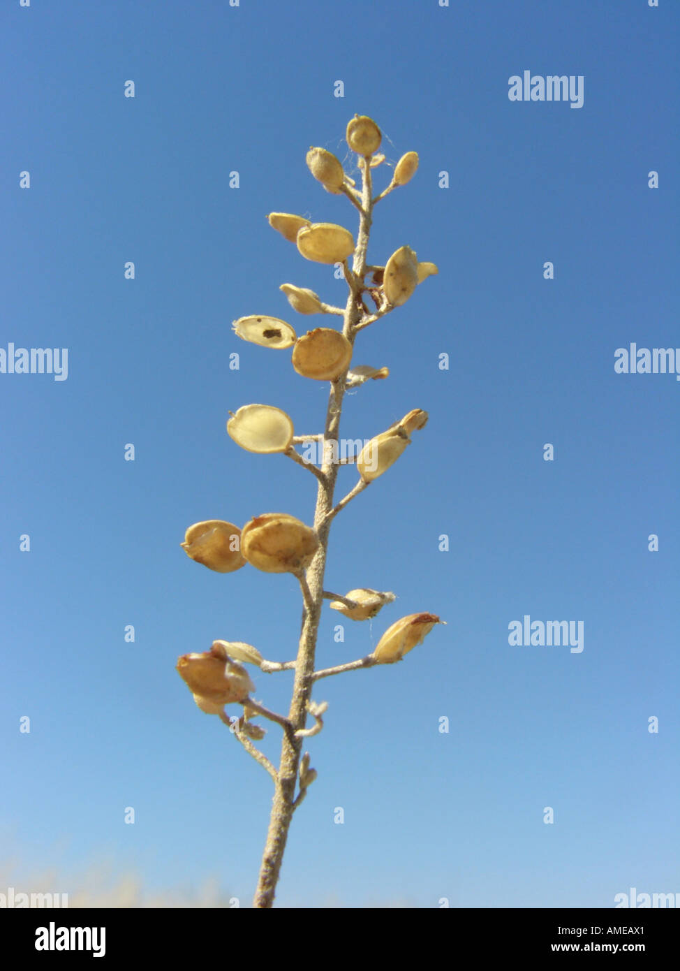 Piccolo alison, giallo alyssum, pallido alyssum (Alyssum alyssoides), infrutescence contro il cielo blu Foto Stock