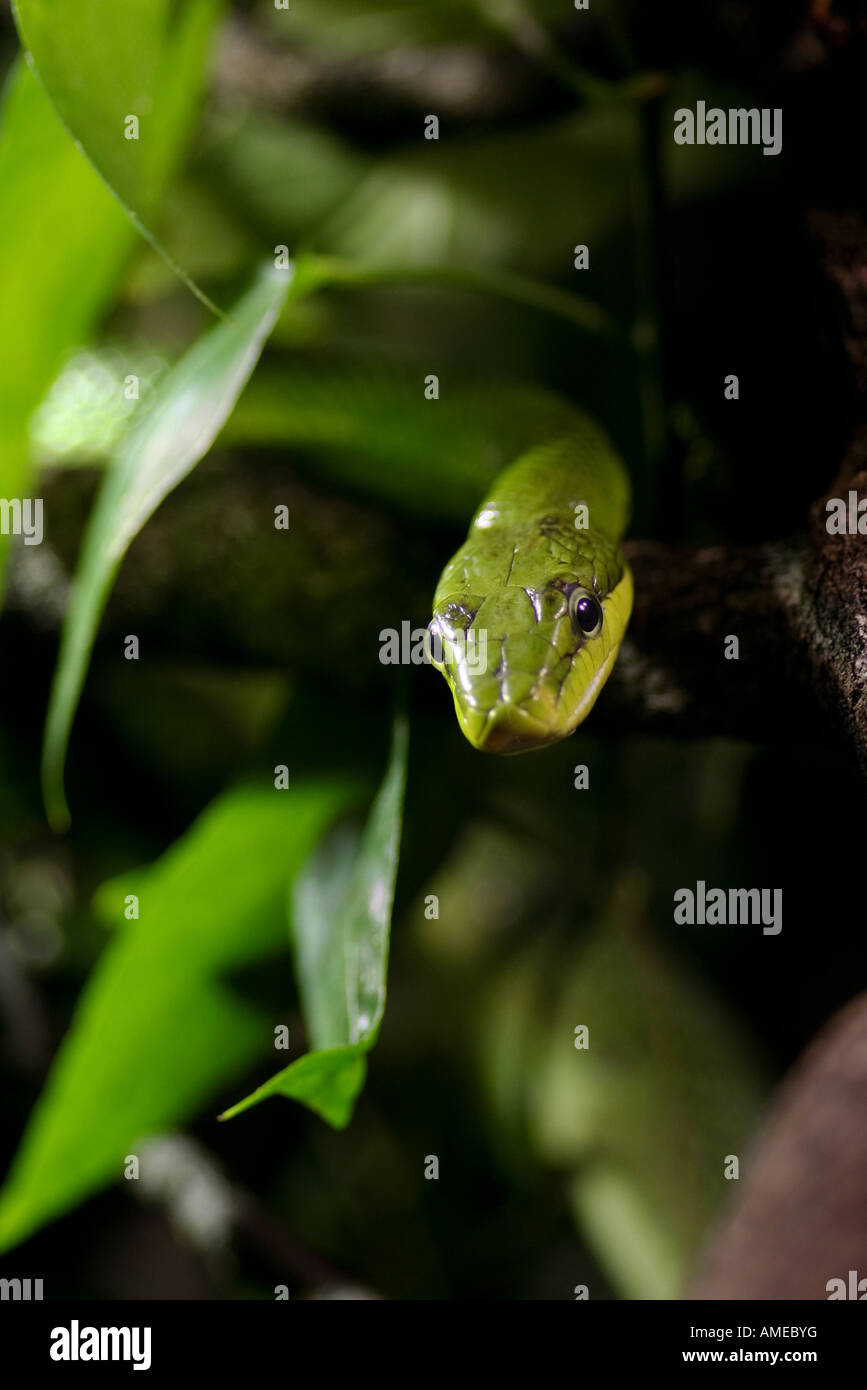 Red tailed racer (red tailed ratsnake) Gonyosoma oxycephala Foto Stock