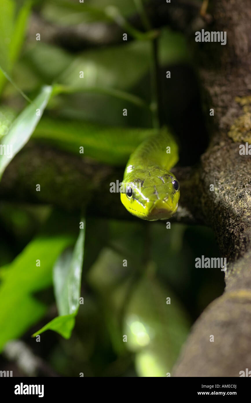 Red tailed racer (red tailed ratsnake) Gonyosoma oxycephala Foto Stock