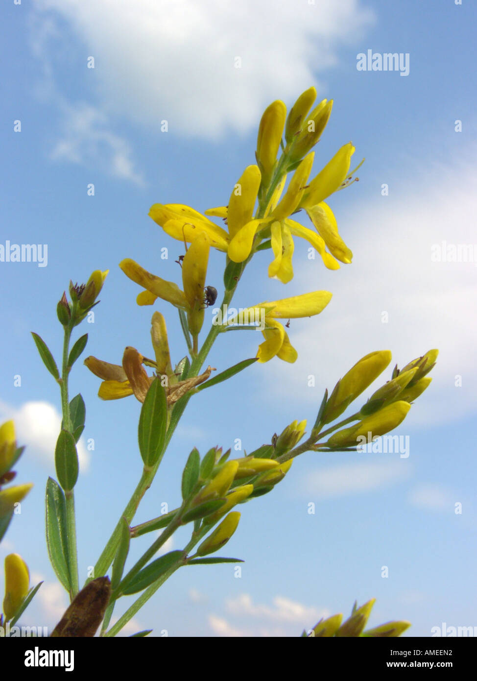 Dyer's greenweed, Dyer's greenweed (Genista tinctoria), infiorescenza, contro il cielo blu Foto Stock