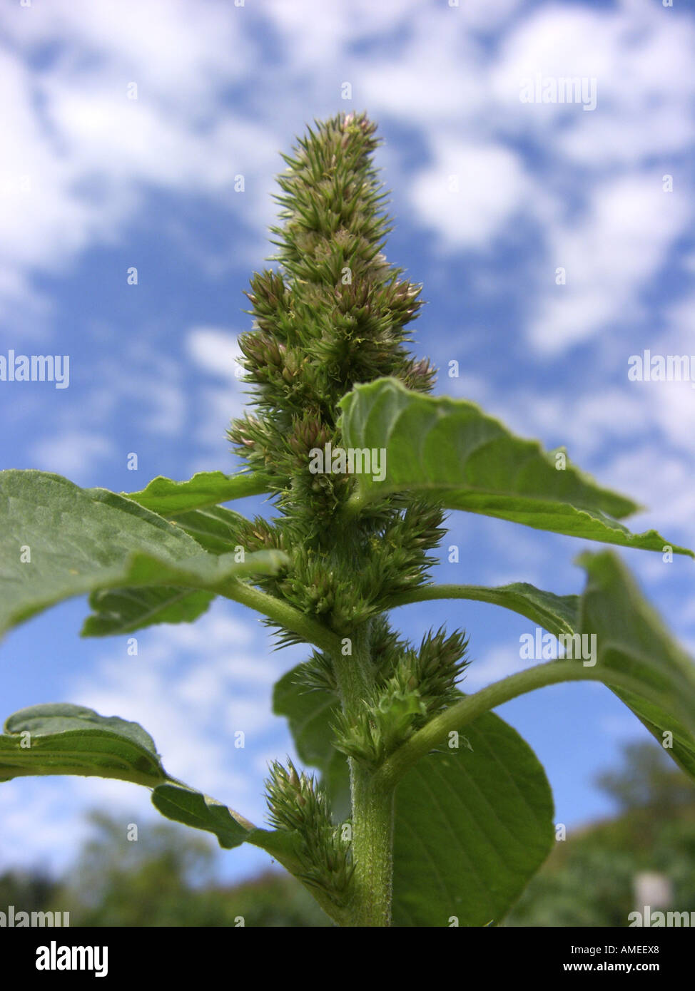 Amaranto comune, redroot pigweed, rosso-root (amaranto Amaranthus retroflexus), infiorescenza contro il cielo nuvoloso Foto Stock