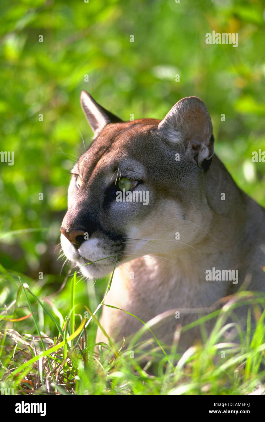 Pantera della Florida Foto Stock