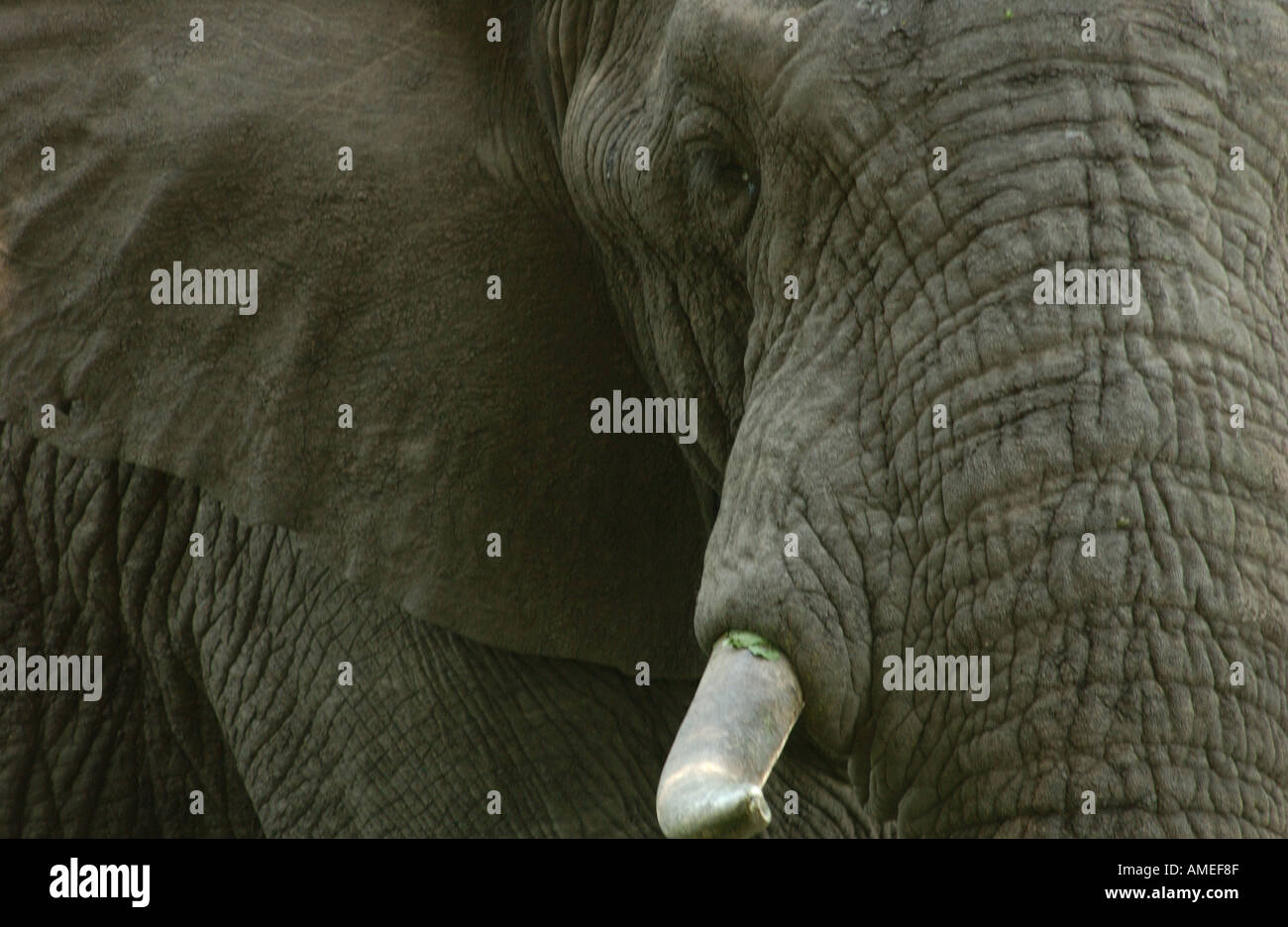 Elefante africano Foto Stock