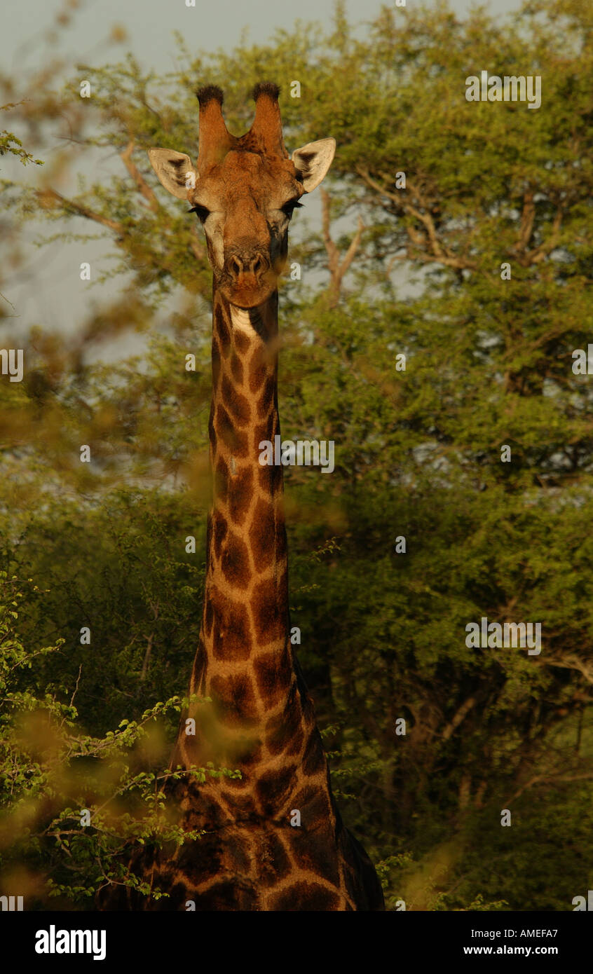 Giraffe Parco Nazionale Kruger Foto Stock