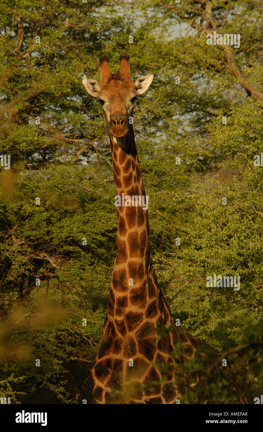 Giraffe Parco Nazionale Kruger Foto Stock