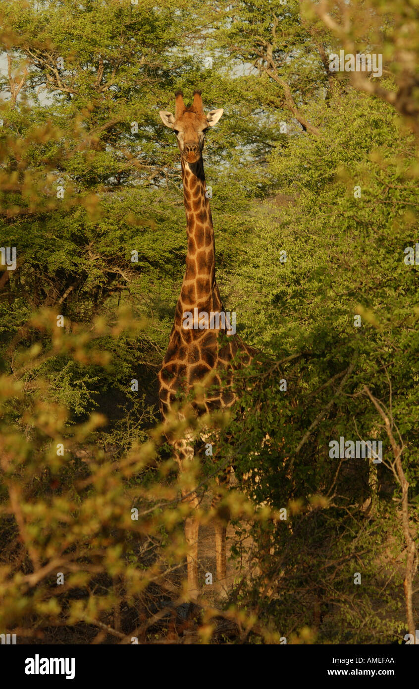 Giraffe Parco Nazionale Kruger Foto Stock