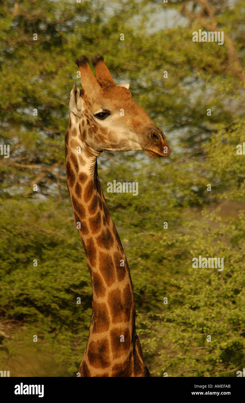 Giraffe Parco Nazionale Kruger Foto Stock