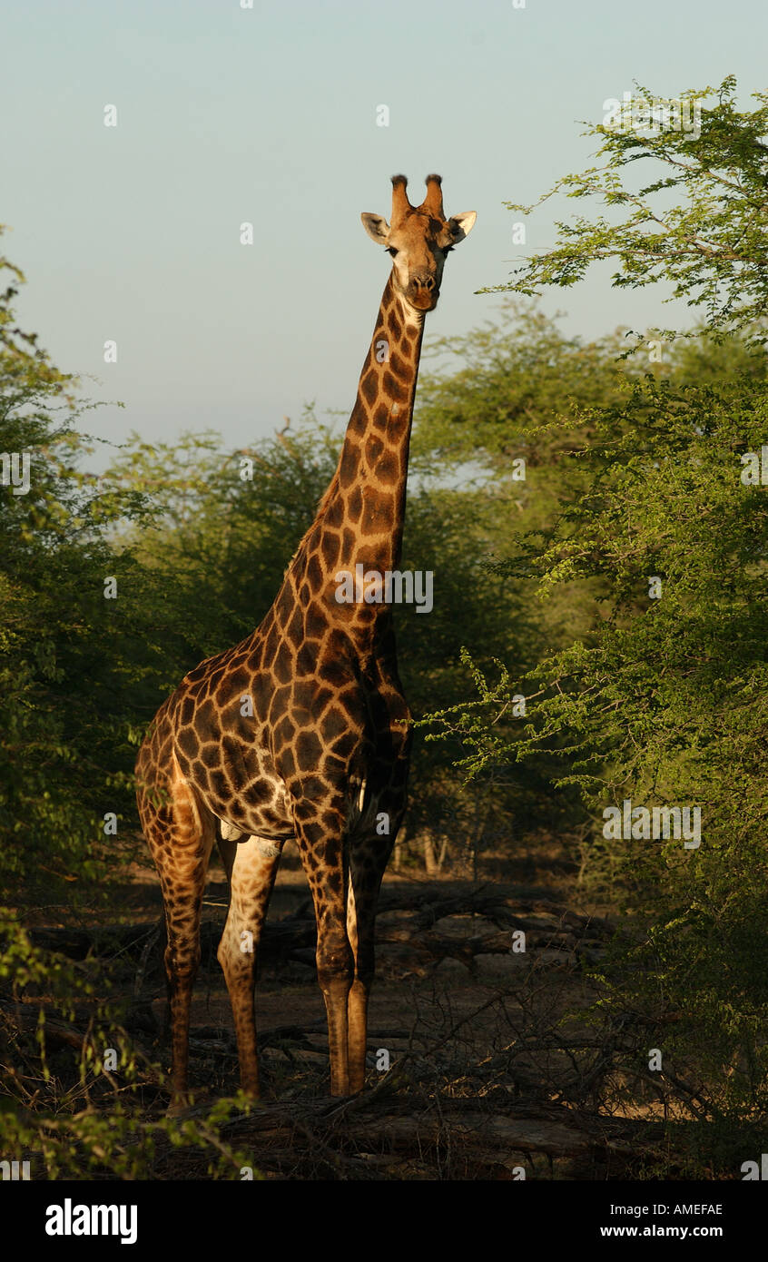 Giraffe Parco Nazionale Kruger Foto Stock