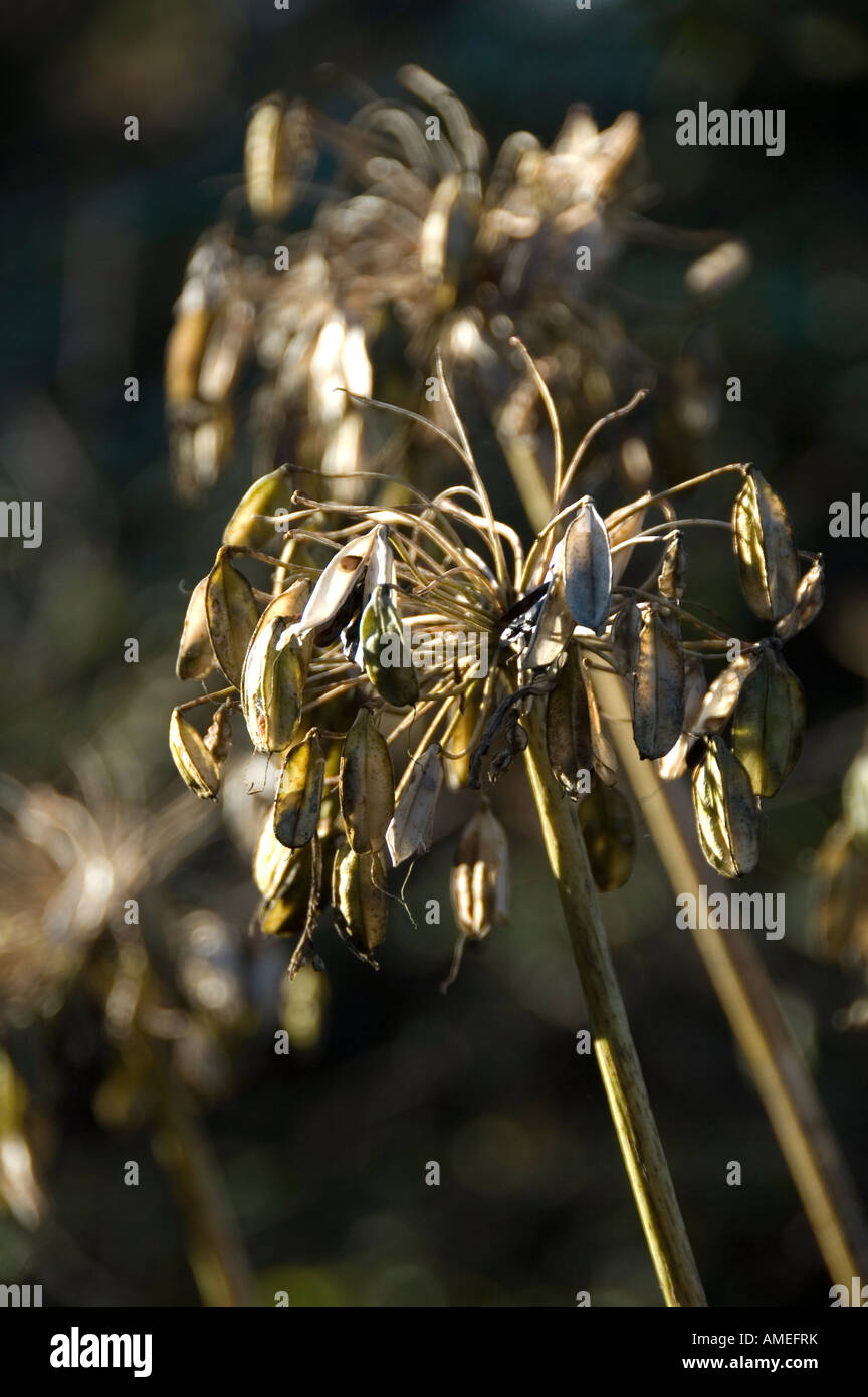 Agapanthus seedheads in autunno Foto Stock