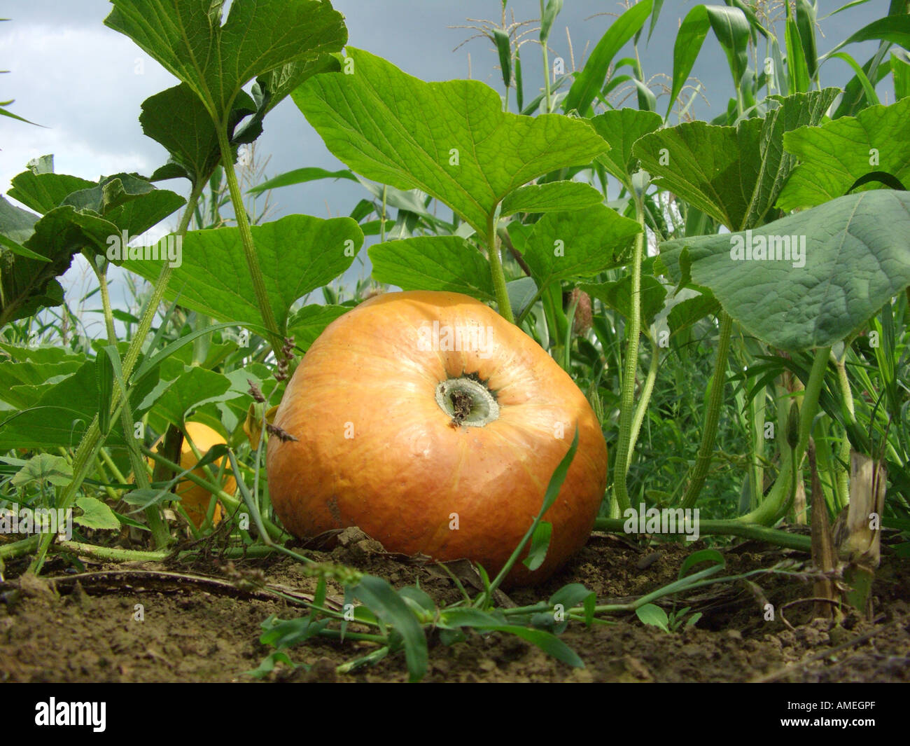 Di midollo osseo, campo di zucca (Cucurbita pepo), la zucca Foto Stock