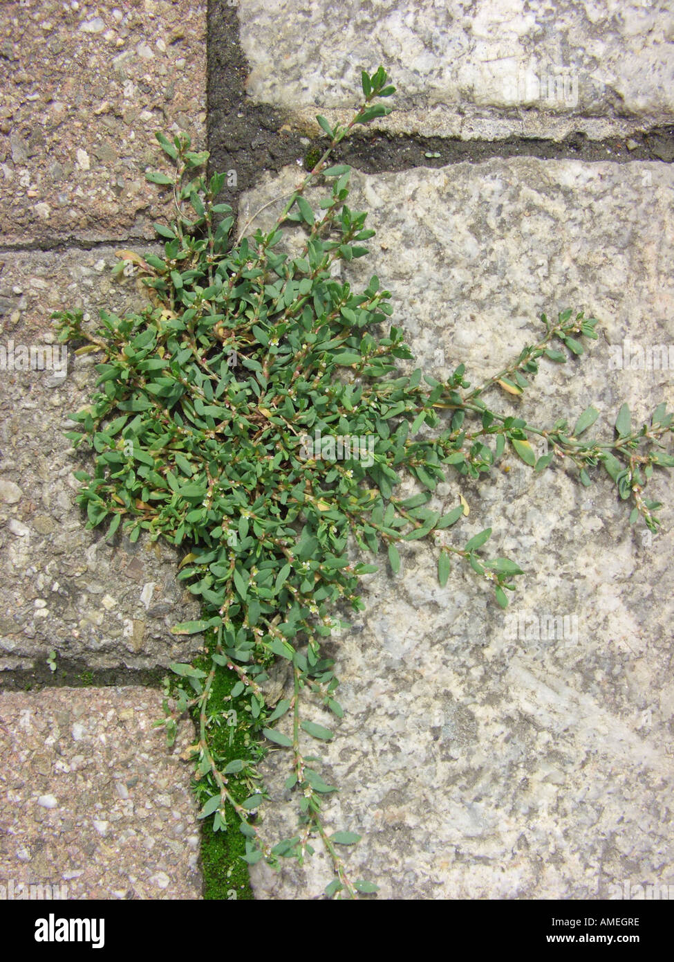 Piccolo-lasciava knotgrass, ovale-knotweed foglia (Polygonum arenastrum, Polygonum Aviculare ssp. arenastrum), su un marciapiede Foto Stock
