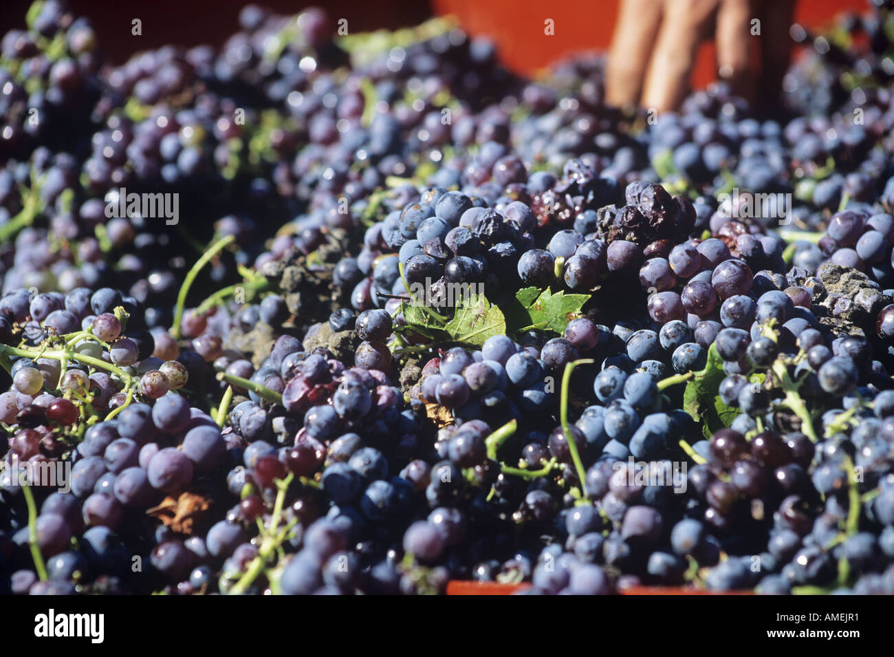Dettaglio di un mucchio di frutti maturi appena raccolto durante la vendemmia in uno dei vigneti che producono il Cote du Rhone vini in Provenza Foto Stock