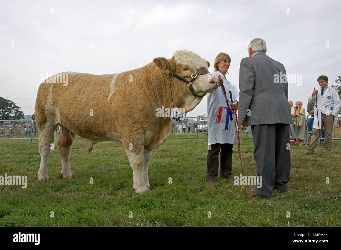 Presentando il primo premio per la vincita pedigree British Simmental bull a Moreton in Marsh agricultural show sept 2005 Cotswolds Foto Stock